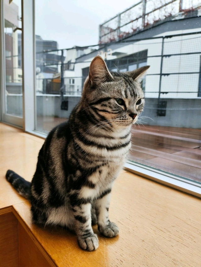 Harajuku Cat cafe that boosts your mood!
