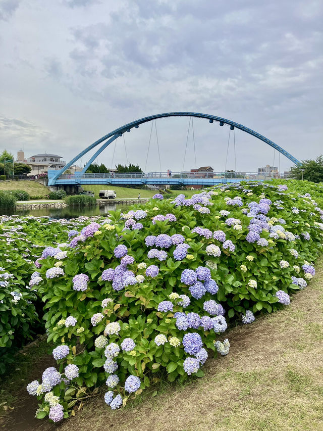 繡球花@舊中川水邊公園