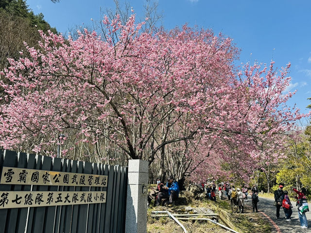 武陵農場賞櫻
