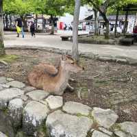Hiroshima ในมุมที่ไม่ฮิต…แต่น่าไปที่สุด 🤍🎎⛩️🦌