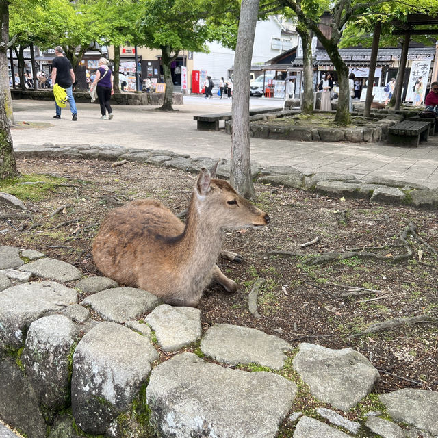 Hiroshima ในมุมที่ไม่ฮิต…แต่น่าไปที่สุด 🤍🎎⛩️🦌