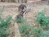 新竹市立動物園：與動物們的悠閒漫步