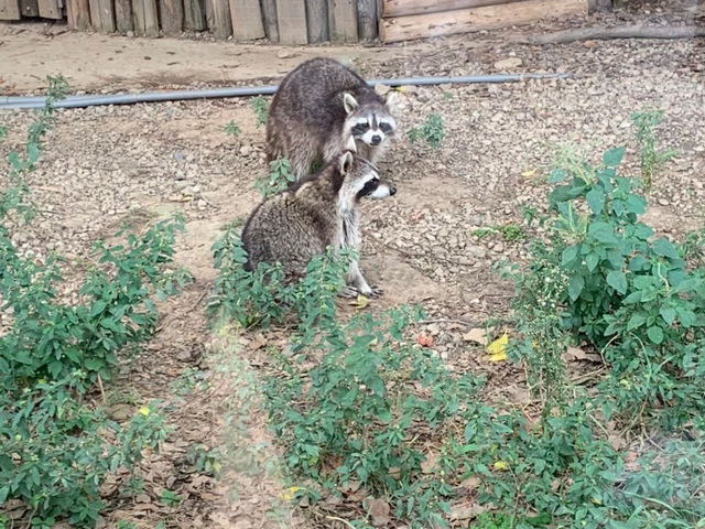 新竹市立動物園：與動物們的悠閒漫步