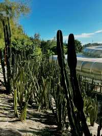 📸 Cactus Dreams: Xiamen’s Most Instagrammable Garden