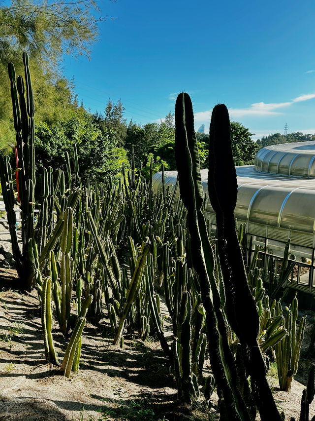 📸 Cactus Dreams: Xiamen’s Most Instagrammable Garden