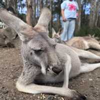 Animals and Theme Parks
