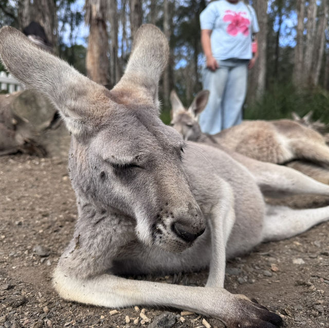Animals and Theme Parks
