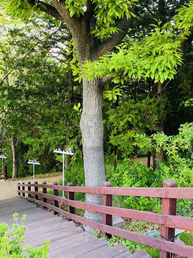 Uam-dong Urban Forest, Busan: A Tranquil Green Escape with Harbor Views