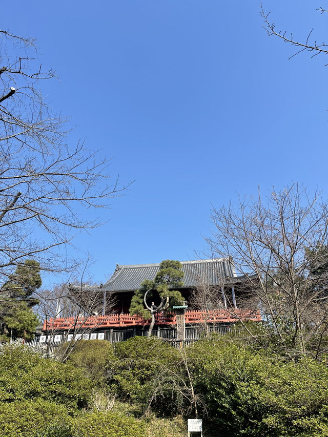 Uneo park -Sakura 🌸