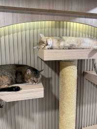 Mali Cat Cafe เป็นคาเฟ่แมวที่อยู่ตรงข้าม ม.บูรพา