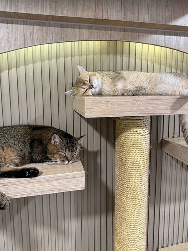 Mali Cat Cafe เป็นคาเฟ่แมวที่อยู่ตรงข้าม ม.บูรพา