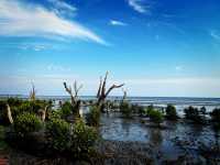 Tua Pek Kong Temple & Mangrove Walk – A Scenic Surprise in Setiawan