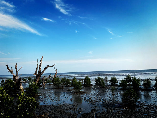 Tua Pek Kong Temple & Mangrove Walk – A Scenic Surprise in Setiawan