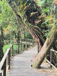 Waterfalls, Jungle Trails & Cloud