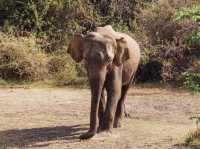 Habarana Elephant Safari