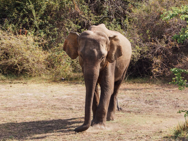 Habarana Elephant Safari