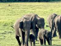 Habarana Elephant Safari