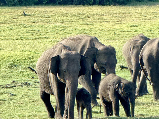 Habarana Elephant Safari
