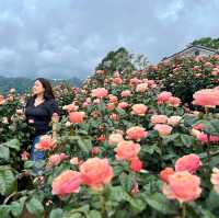 🌹สวนกุหลาบโรแมนติกชิดขอบฟ้า – เชียงใหม่🌄