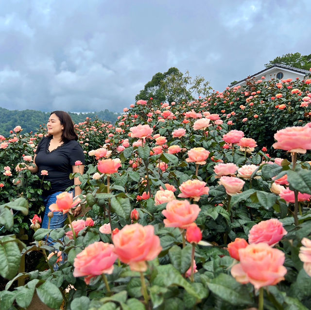 🌹สวนกุหลาบโรแมนติกชิดขอบฟ้า – เชียงใหม่🌄