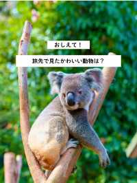 旅先で見たかわいい動物はなんですか？🐨
