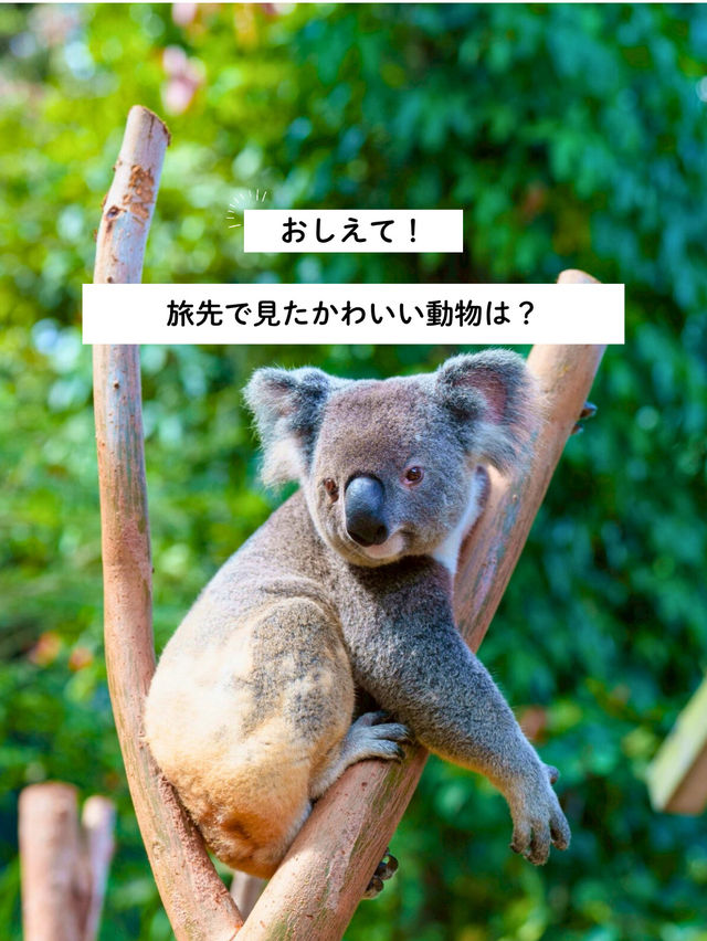 旅先で見たかわいい動物はなんですか？🐨