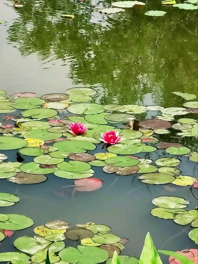 Xixi National Wetland Park – China’s Venice of Reeds & Waterways