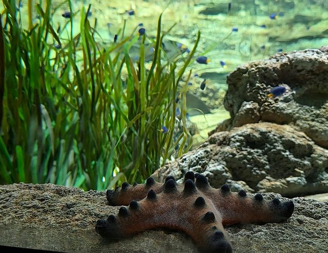 Meadow Magic Under the Sea!