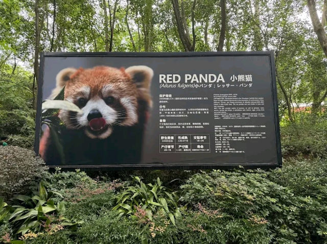 “Panda Paradise: Chengdu’s Living Conservation Garden”