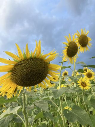 【Tochigi・Mashiko Town】Sunflower Festival - One of the Best Scenic Spots in the Kanto Region
