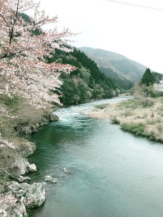 A Springtime Sakura Journey Along the Tarumi Line