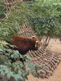 귀여움 한가득 에버랜드 뿌시기🎡