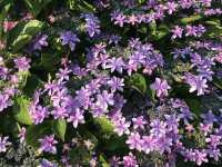 🌸 横浜新港中央広場の紫陽花から、ワールドポーターズ散策、エアキャビンで桜木町へ戻る旅