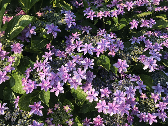 🌸 横浜新港中央広場の紫陽花から、ワールドポーターズ散策、エアキャビンで桜木町へ戻る旅