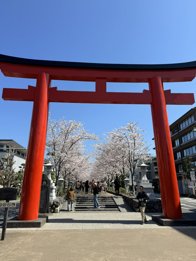 【鎌倉】桜シーズンのかまくら