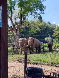 Chiang Mai ☕ Coffee Hopping – Café Gems in Nature