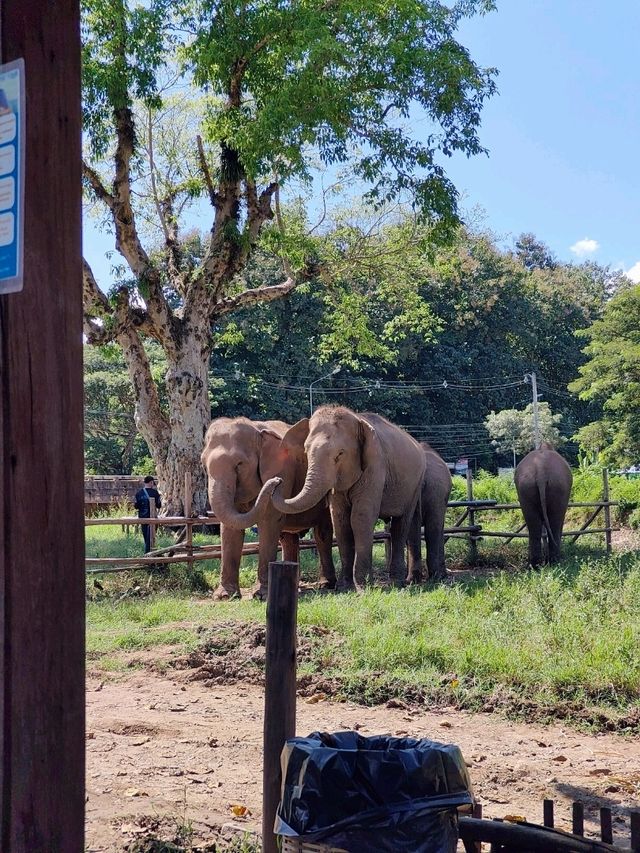 Chiang Mai ☕ Coffee Hopping – Café Gems in Nature