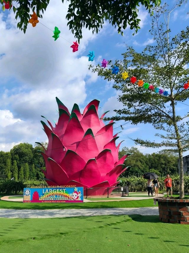 My Sepang Itinerary : A Sweet Discoveries at HL Dragon Fruit Eco Farm.
