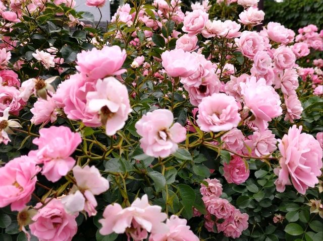 薔薇と紫陽花の季節に横浜女子旅