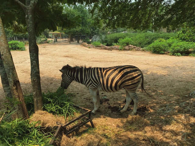 เที่ยวสวนสัตว์เปิดเขาเขียว จ.ชลบุรี 🦒🐘🦛