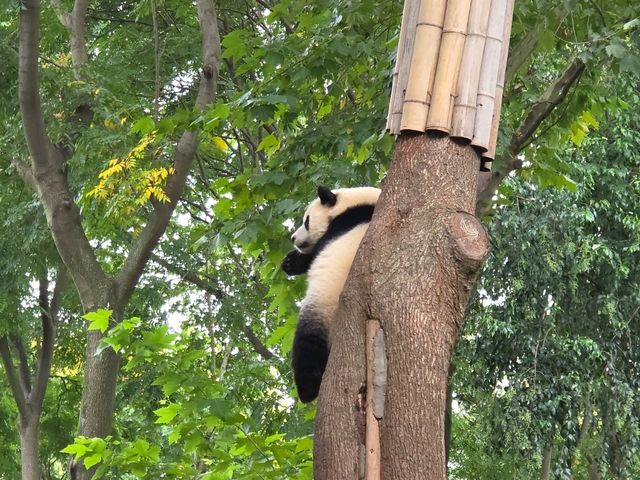 แพนด้า 🐼....เฉิงตู