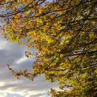 Auckland Botanic Gardens – A Living Treasure of Flora