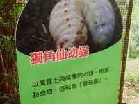 🌲 東勢林場 - 台中森林療癒系遊樂區