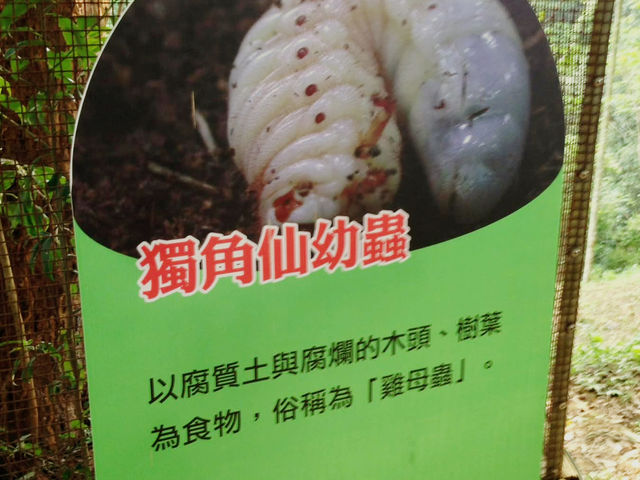 🌲 東勢林場 - 台中森林療癒系遊樂區
