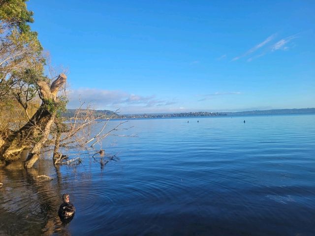 Quiet morning walk along Lake Rotorua boardwalk and Government Gardens