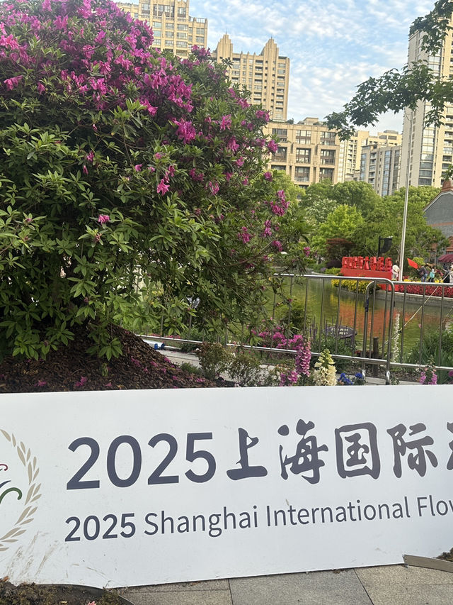 ชมเทศกาลดอกไม้ 2025 ใจกลางเมืองเซี่ยงไฮ้ 🌷✨🌺 ชมเทศกาลดอกไม้ 2025 ใจกลางเมืองเซี่ยงไฮ้ 🌷✨🌺