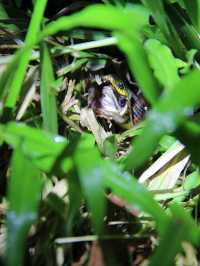 1StopBorneo Wildlife - Malaysia 