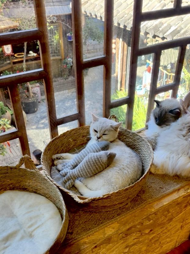 Cat Café Hideaway in Lijiang Old Town 