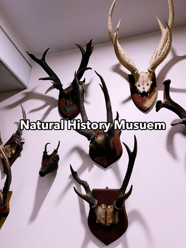 Must-Visit Marvel: The Natural History Museum Kucching