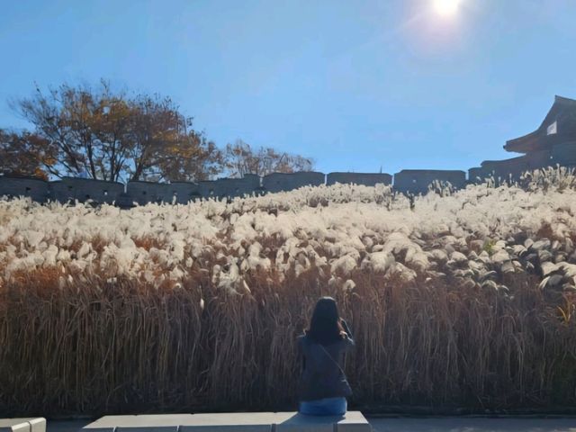 은빛 억새 가득, 수원 화서공원 가을 산책 🌾